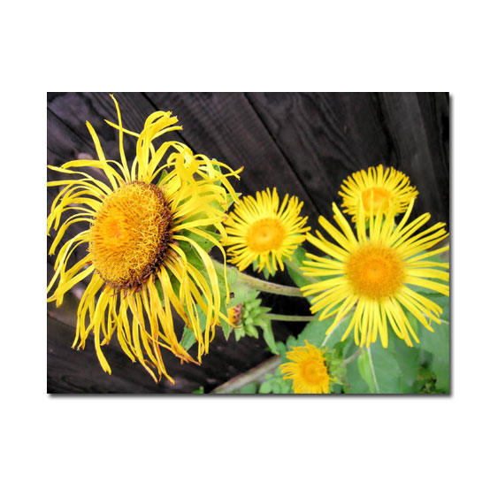 Новое поколение