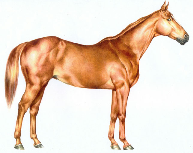 акварель "Лошадь"