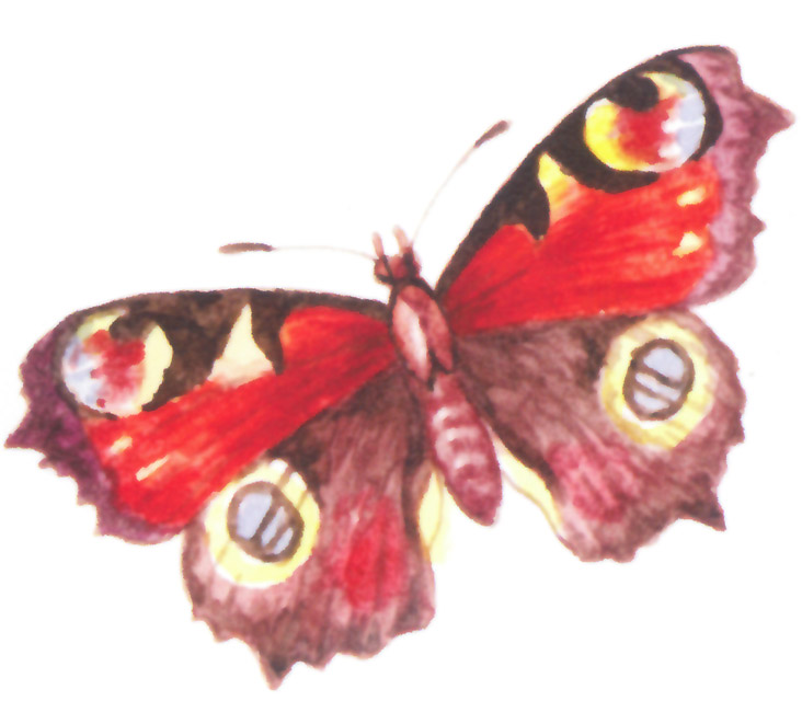 акварель "бабочка"