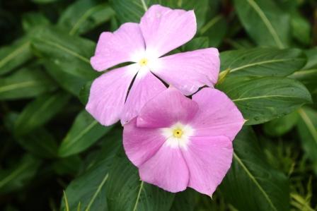 Цветы. Фото продается.