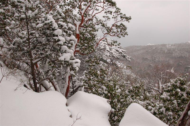 Снег идет...