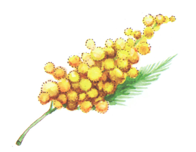 акварель "мимоза"