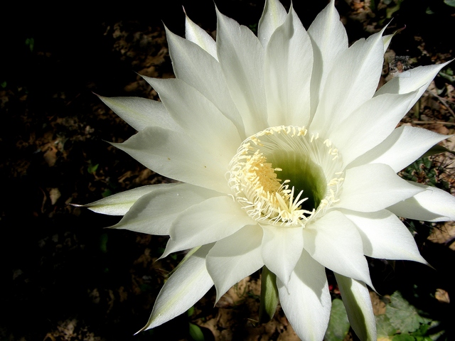 "Мир цветов"