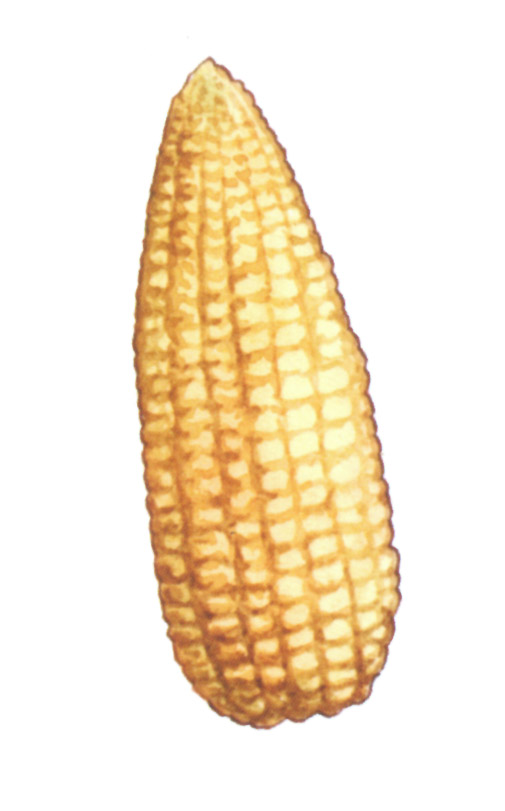 акварель "кукуруза_2"