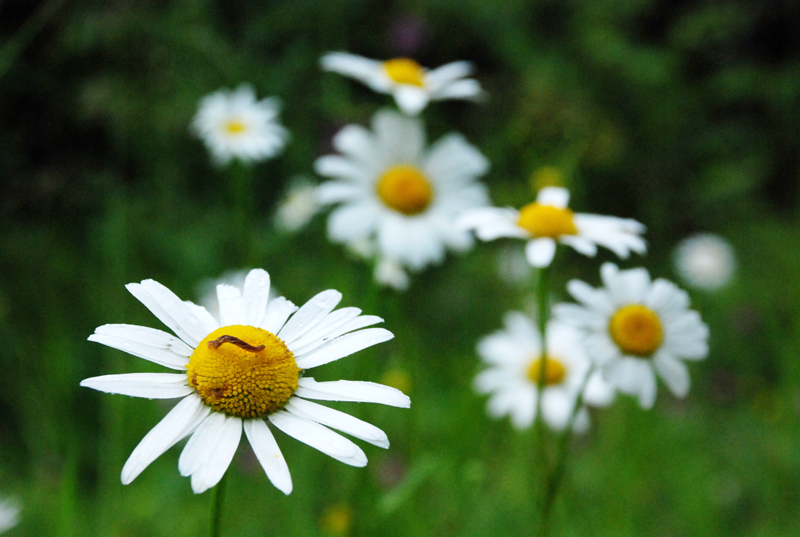 Изгрызенная ромашка