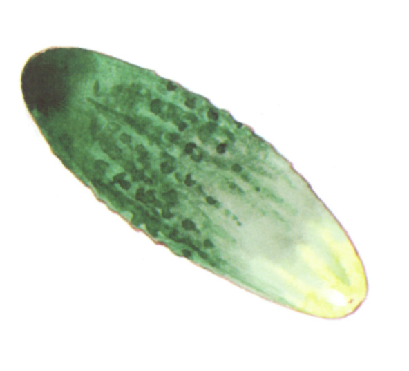 акварель "огурец"