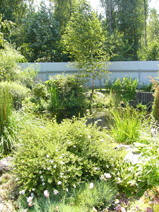 прибрежная зона водоема на частной территории (4)