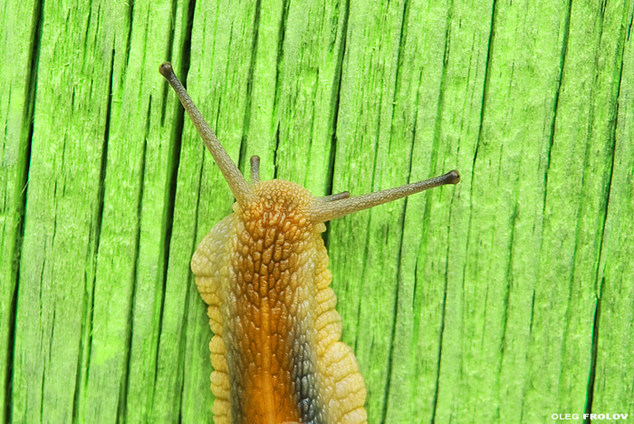 прикрепленный файл