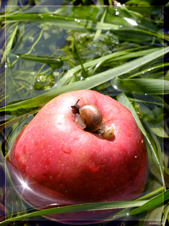 Улитка на яблоке