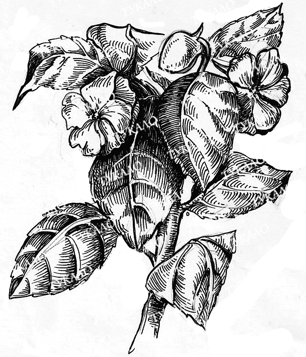 цветы, бальзамин, рисунок тушью