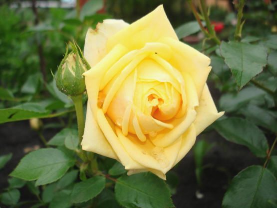 "Желтая роза"