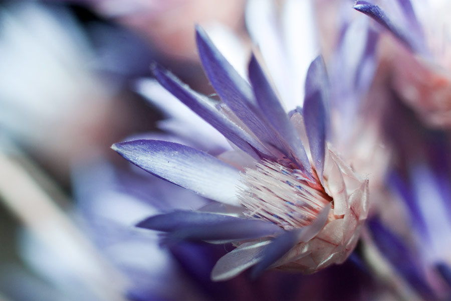 Бессмертник