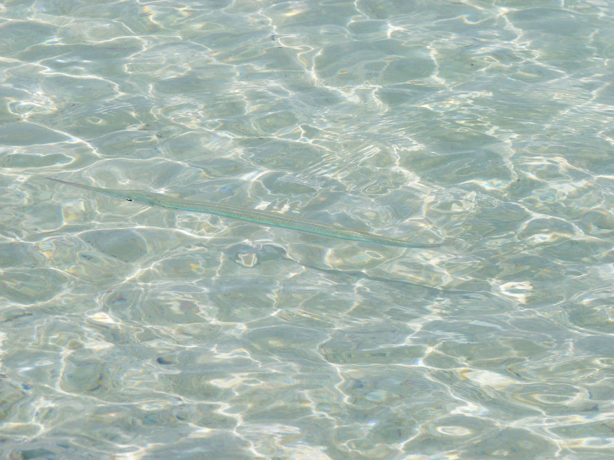 Рыба-Игла, Персидский залив