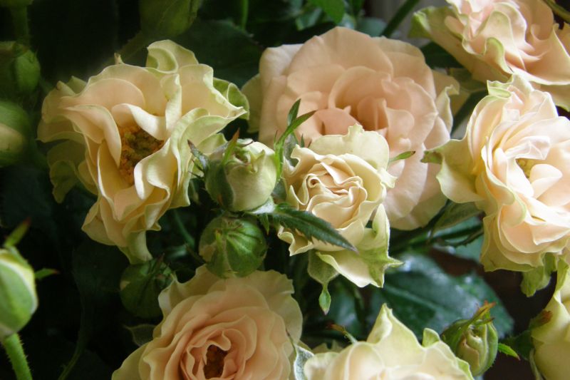 Нежное на стол!!!