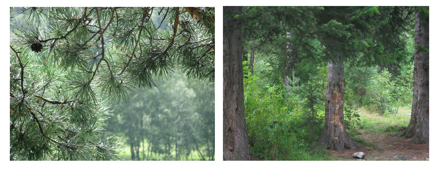 Природа Алтая