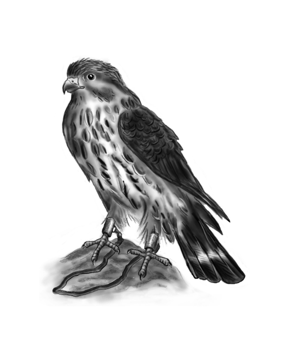 The Hawk With Jesses ("Three Shoes in a Pair "by Edward Holden)