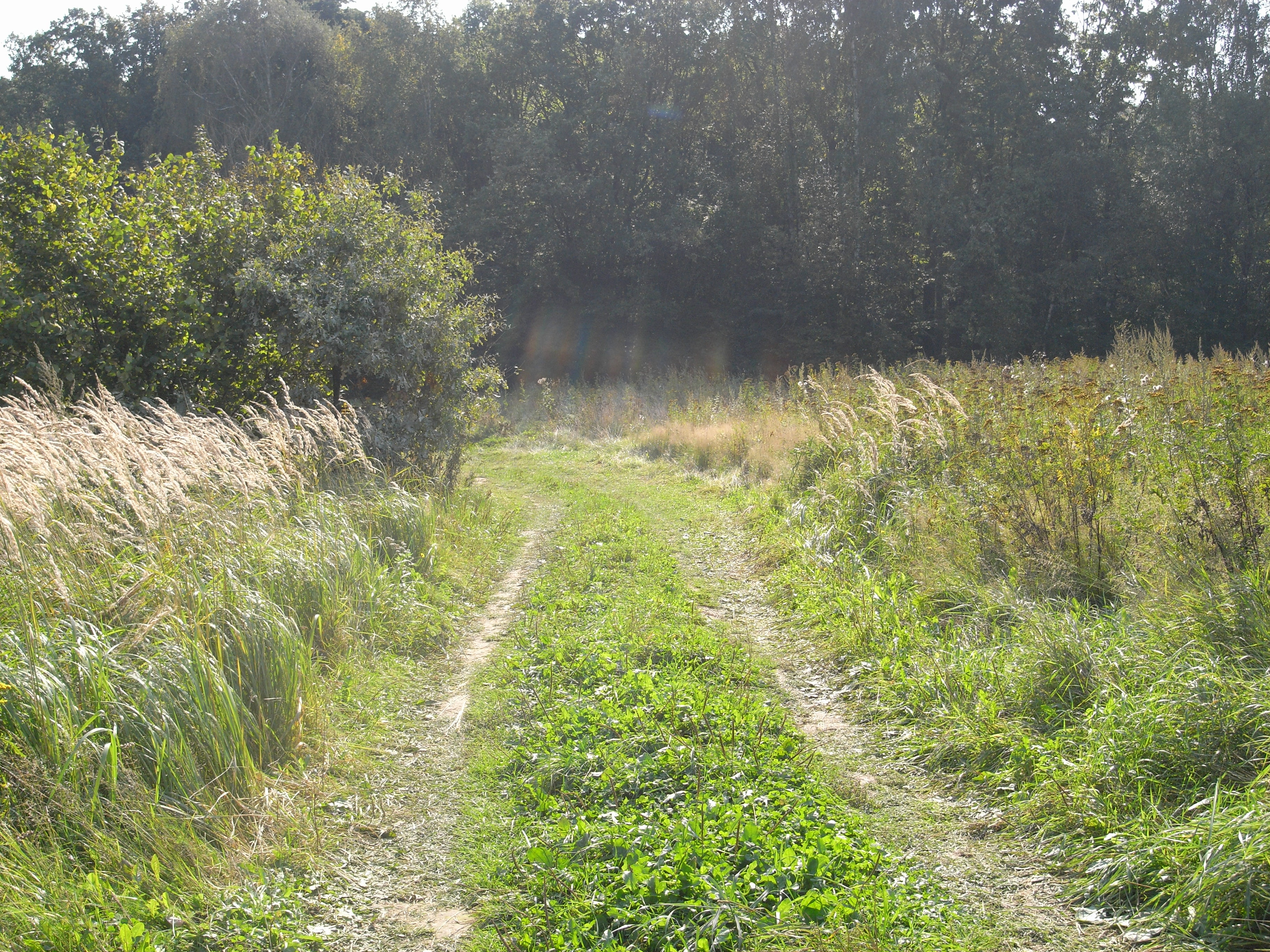 Битцевский лес