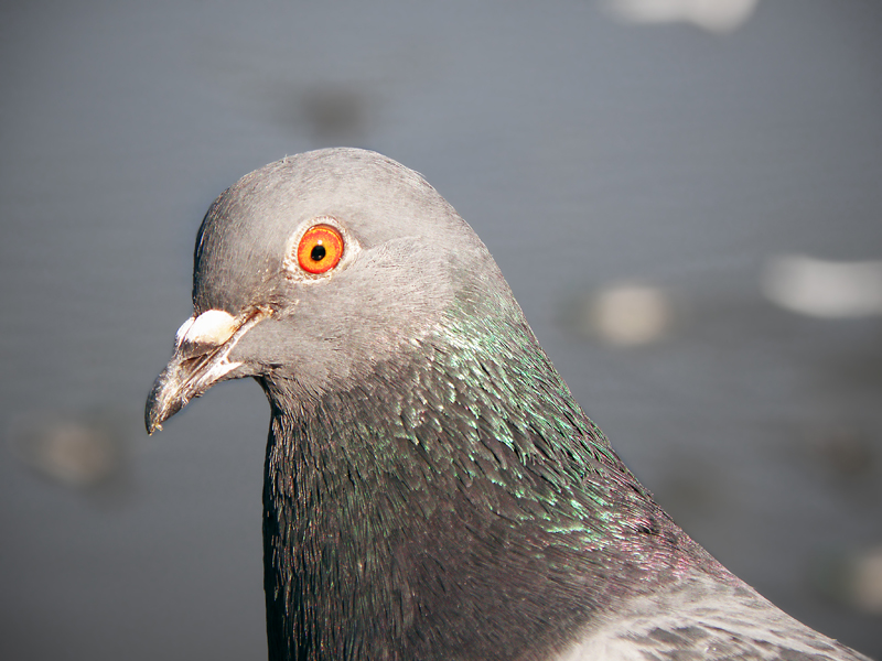 Любопытный (2009)