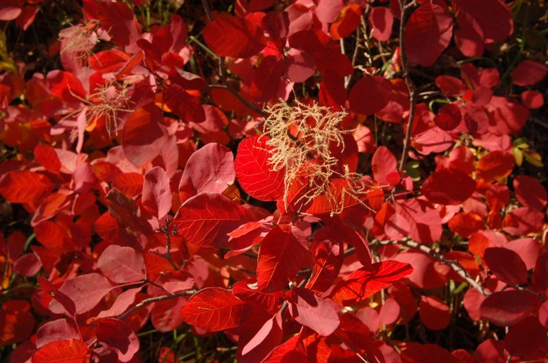 Очей очарованье...