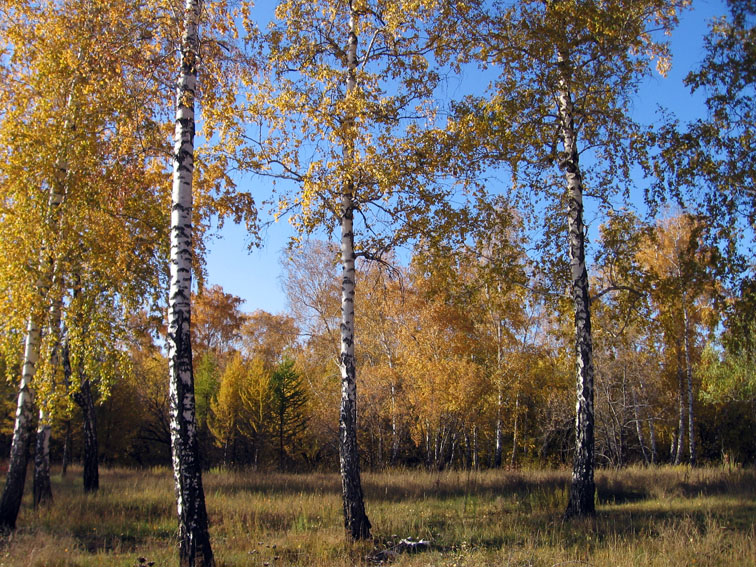 Прогулки по  городу...