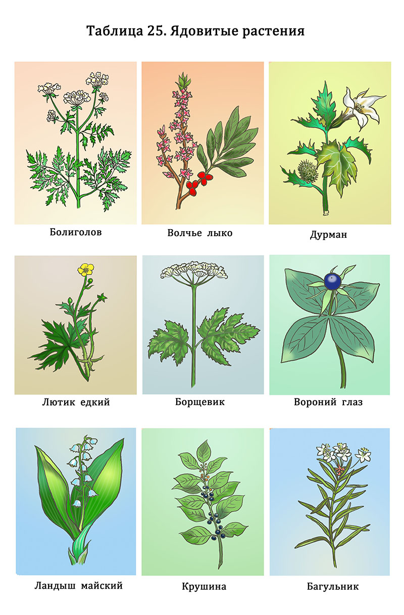 Иллюстрация №25