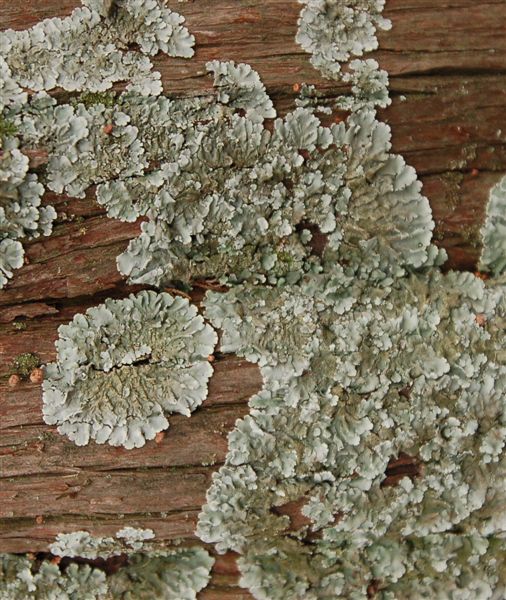 Краски зимы