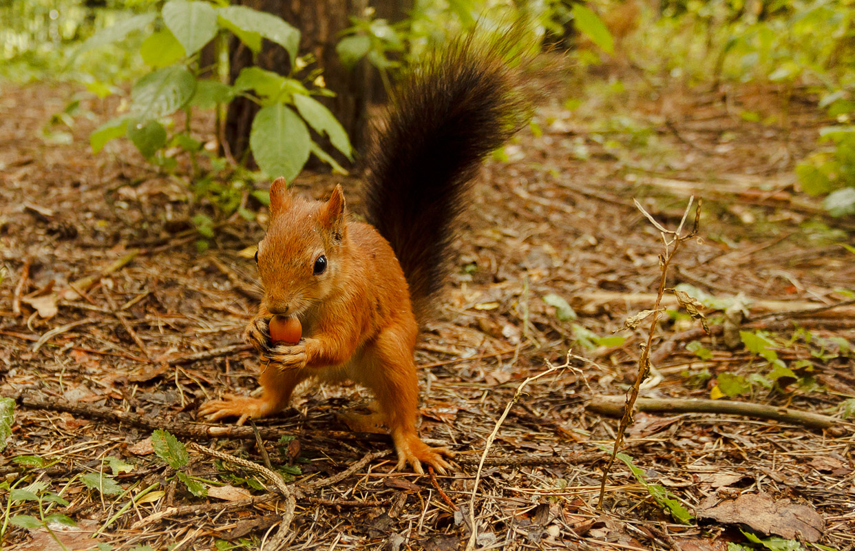 Белка гигант