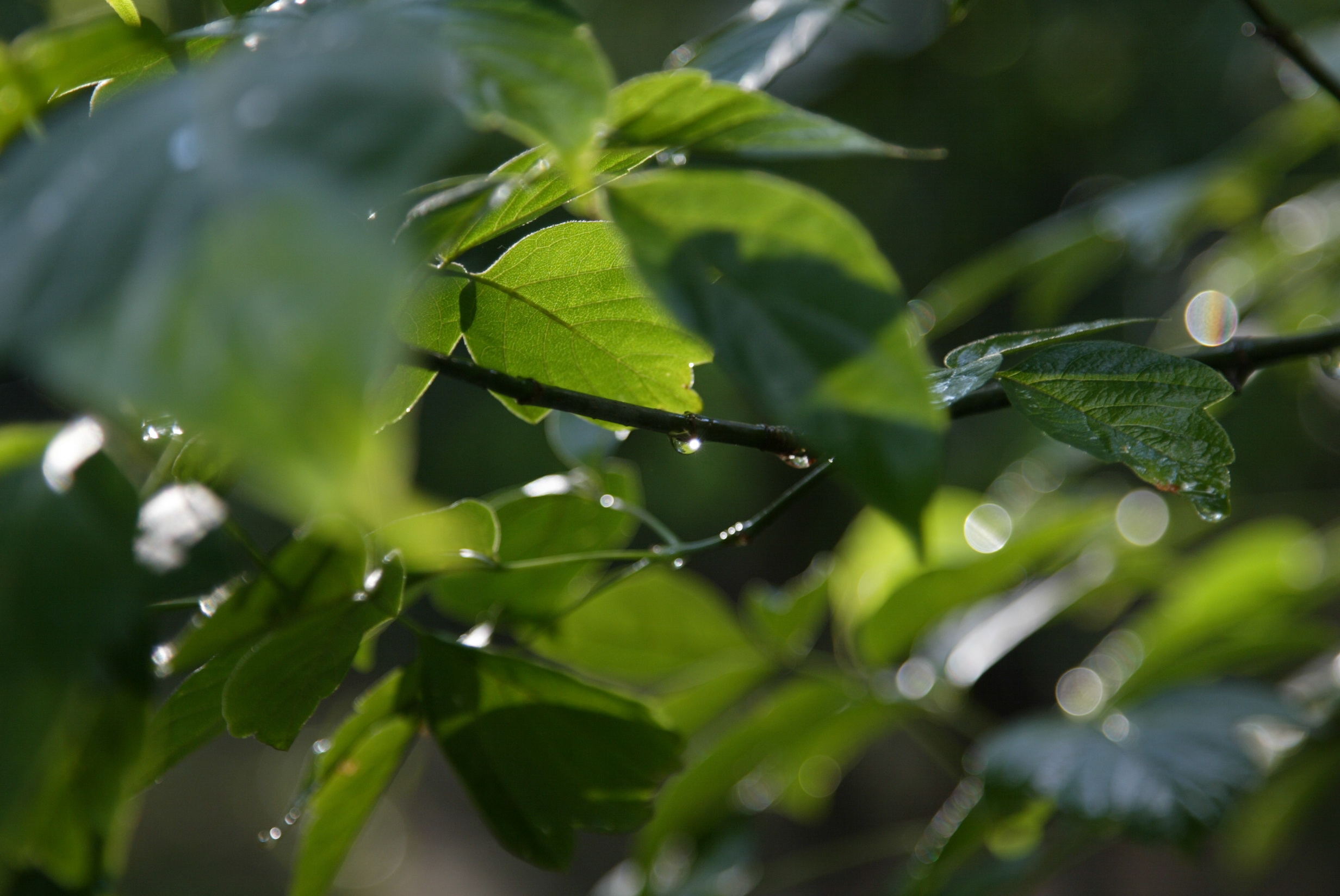 Жизнь капли