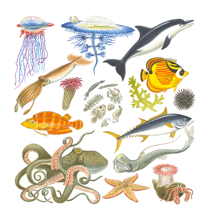 Обитатели моря
