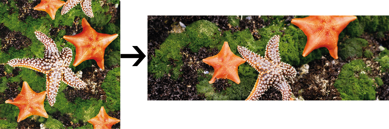 Фотопечать "Морская звезда" для строительной компании