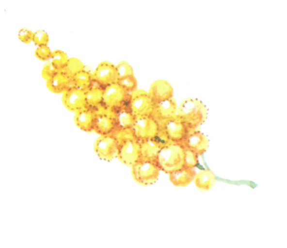 акварель "мимоза_2"