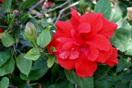 Цветы. Фото продается.