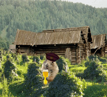 бобры любят пиво