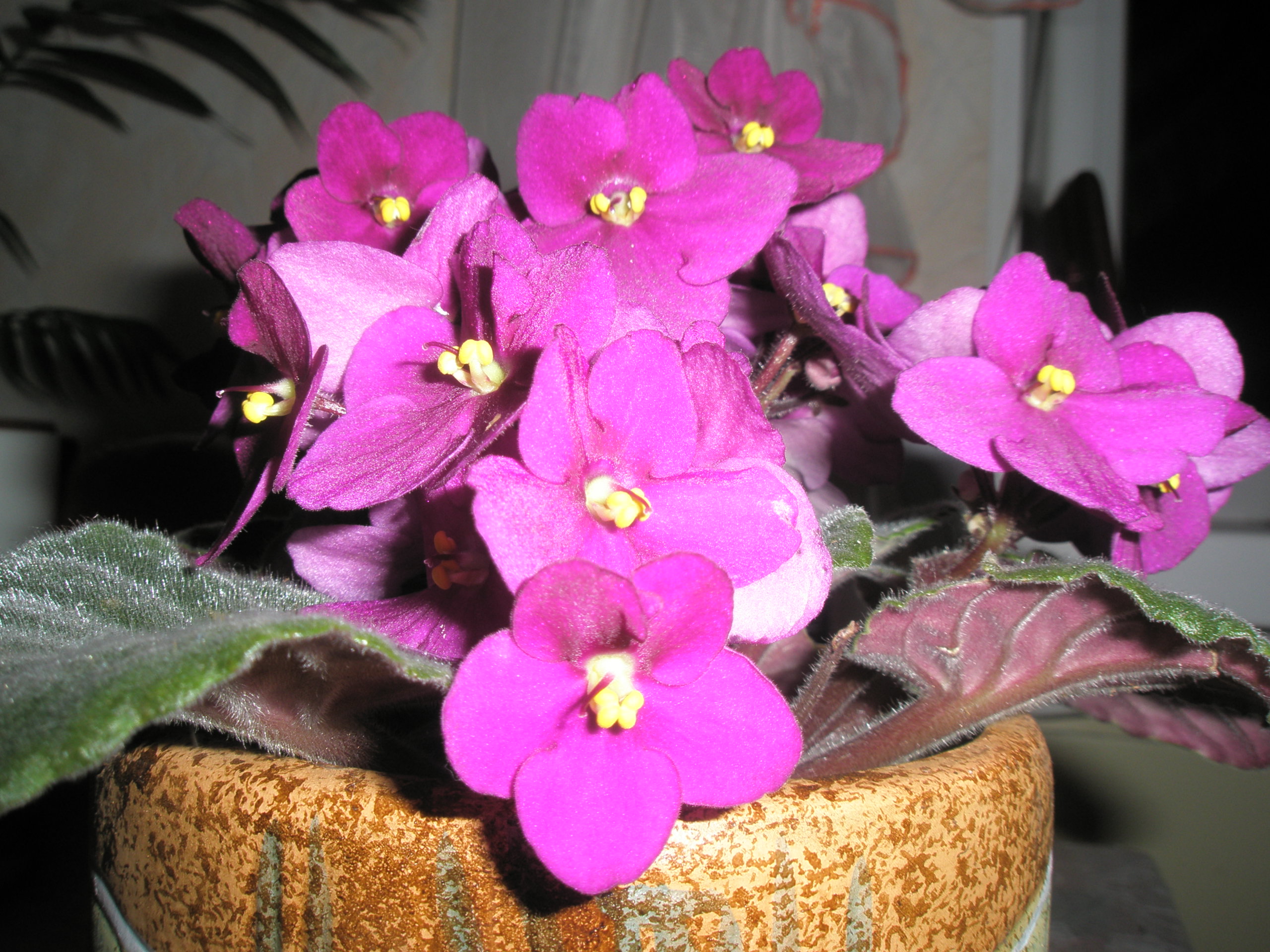 "Узумбарская фиалка"