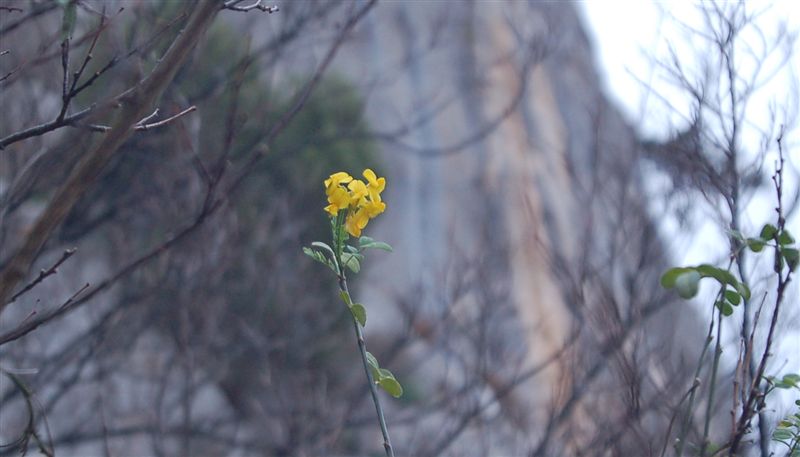 Сумасшедший зимний цветок :))