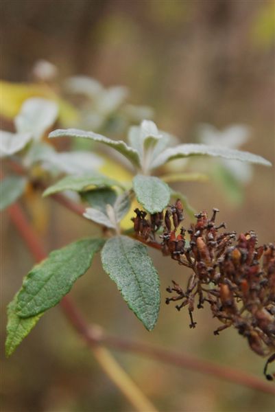 Краски зимы