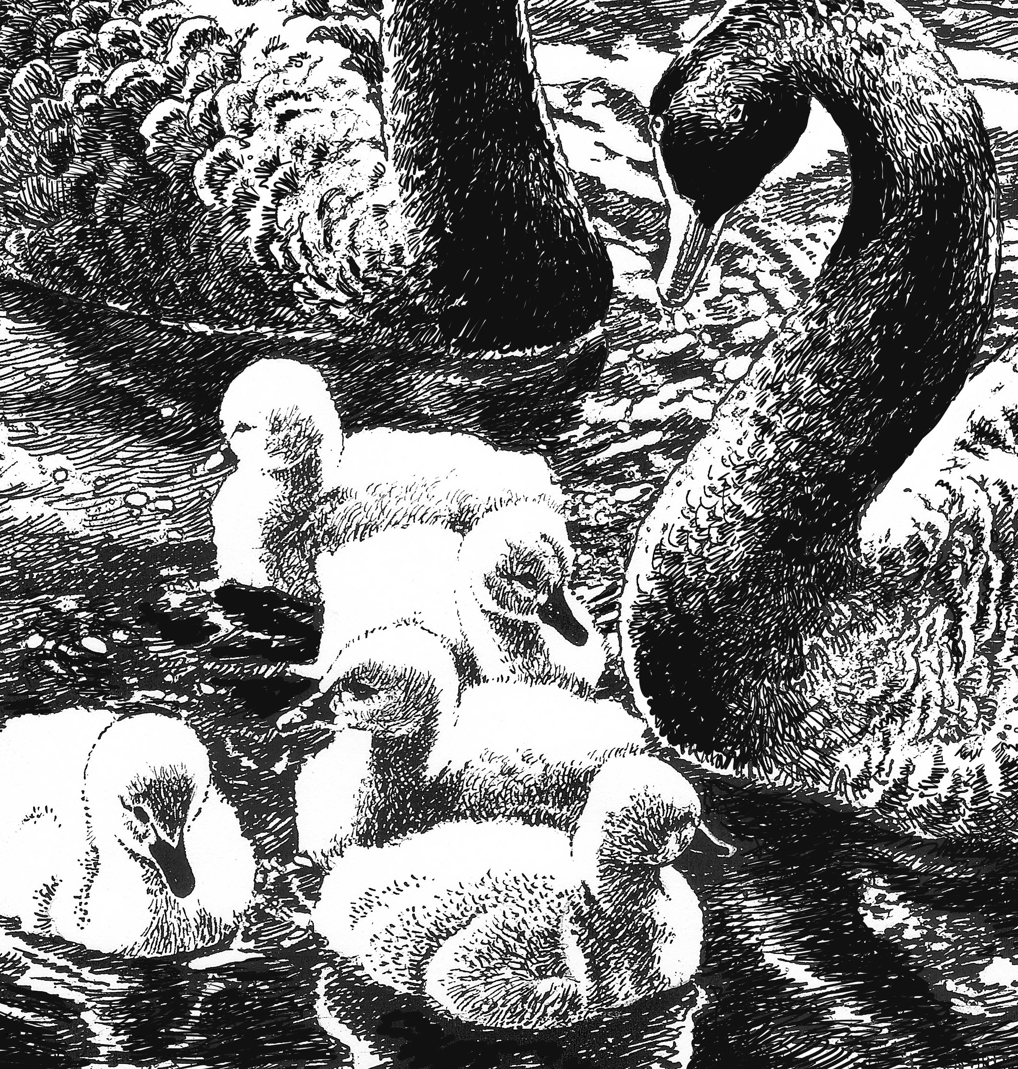 Чёрные лебеди  (фрагмент)