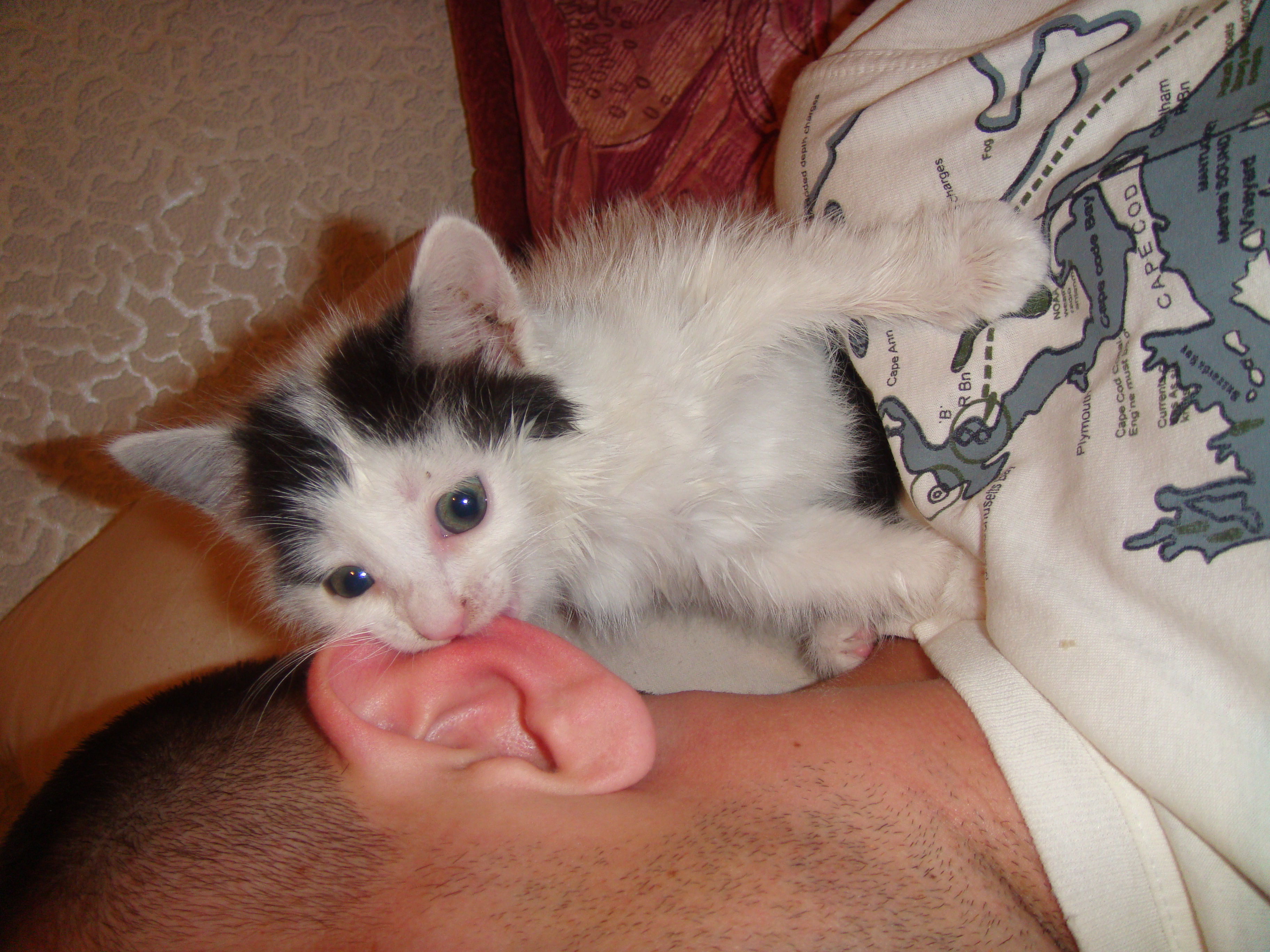 ухо вкуснее чем "вискас"