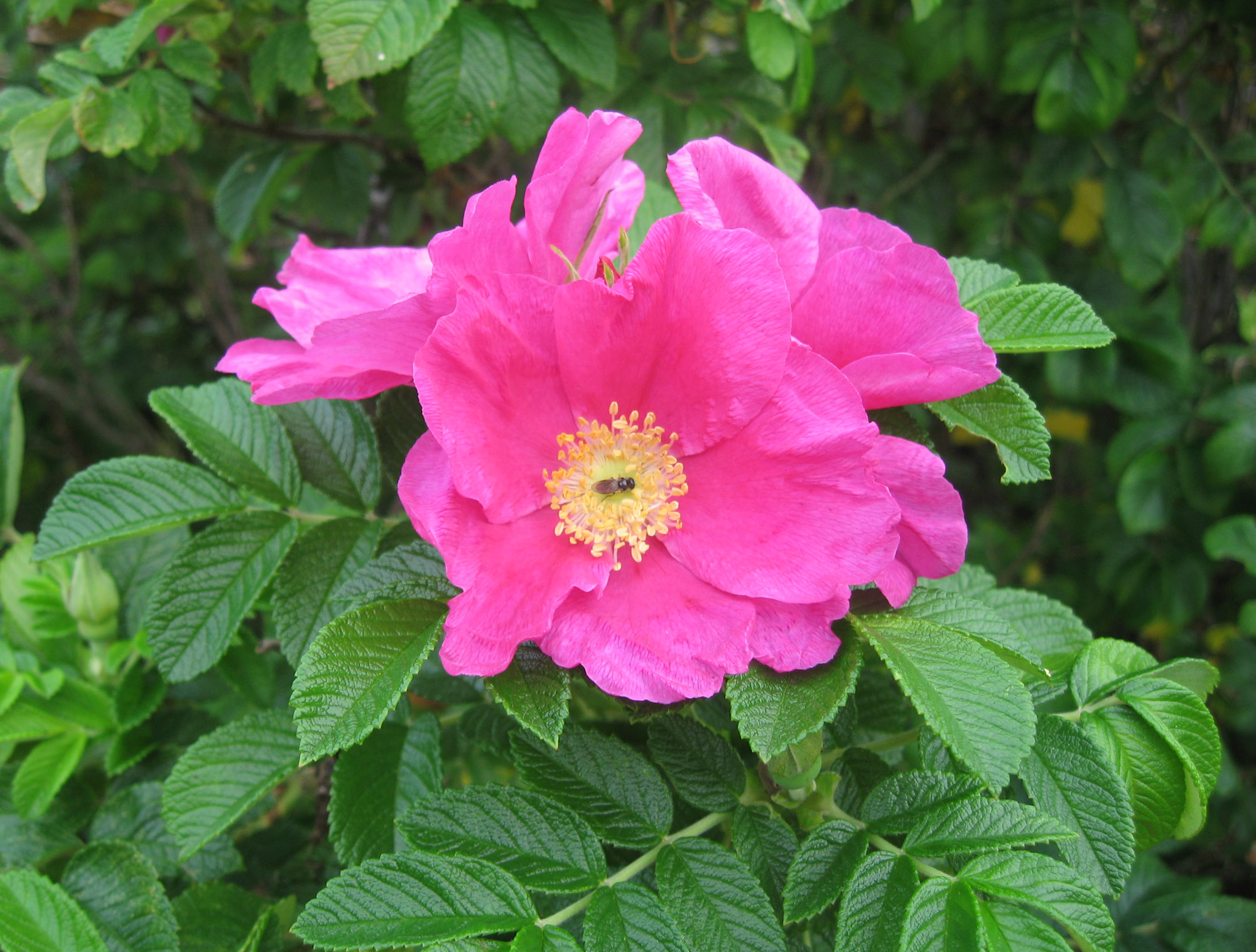 такие разные, и все-таки они вместе...