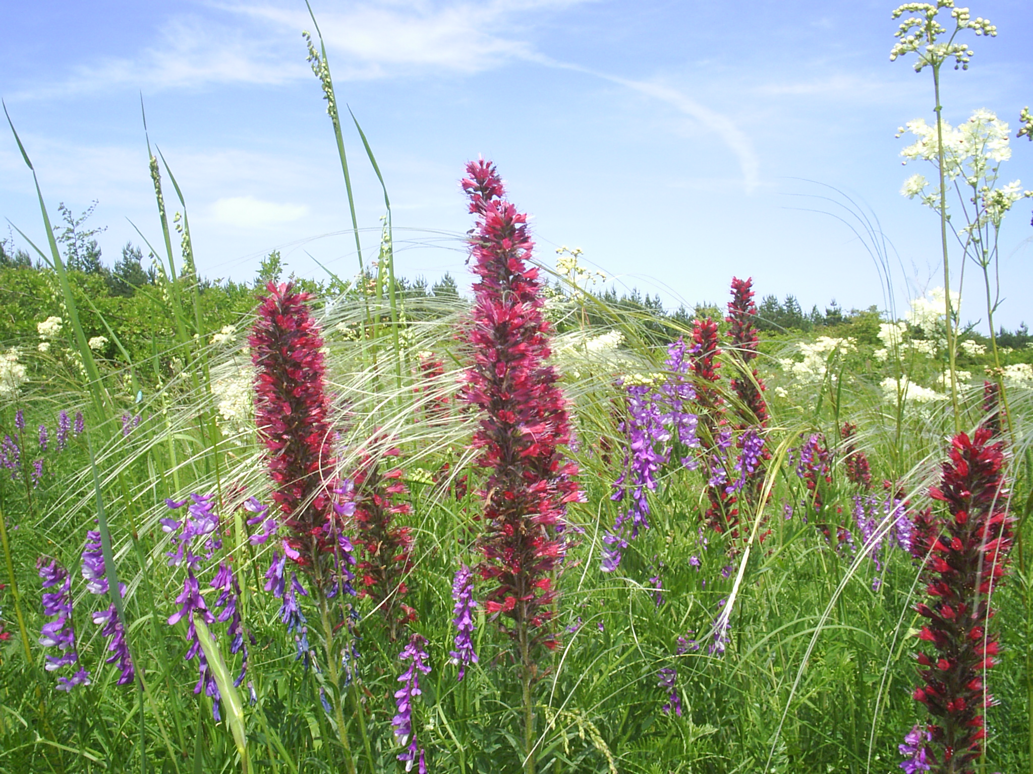 Мимоходом через объектив