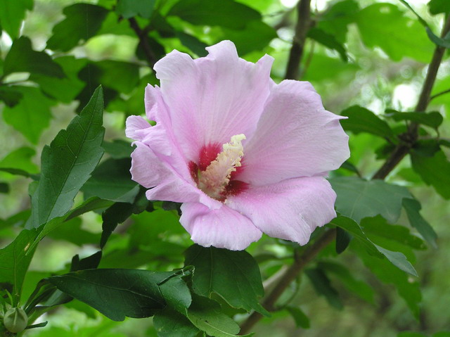 ПАРК ЧАНГ-ВОН