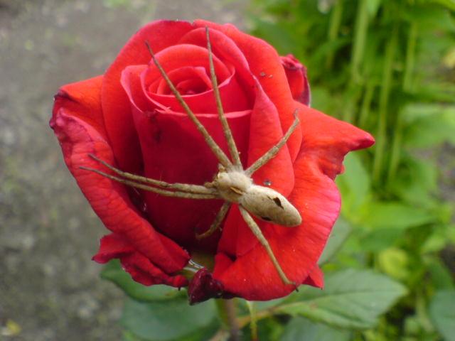 прикрепленный файл