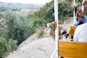 Сельва. Марбелла. Испания.