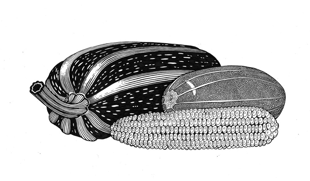 Кабачки (иллюстрация в журнал)