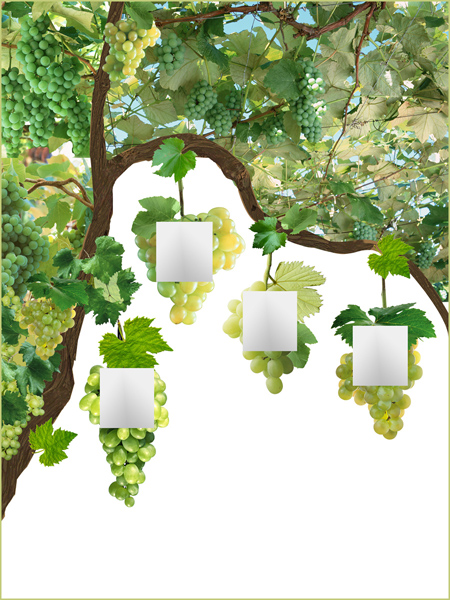 Виноградная витрина