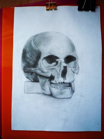 skull