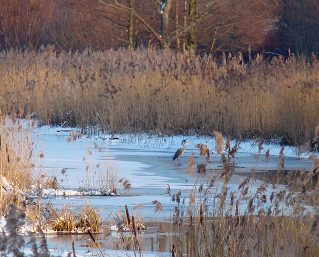 цапля серая... в камышах.