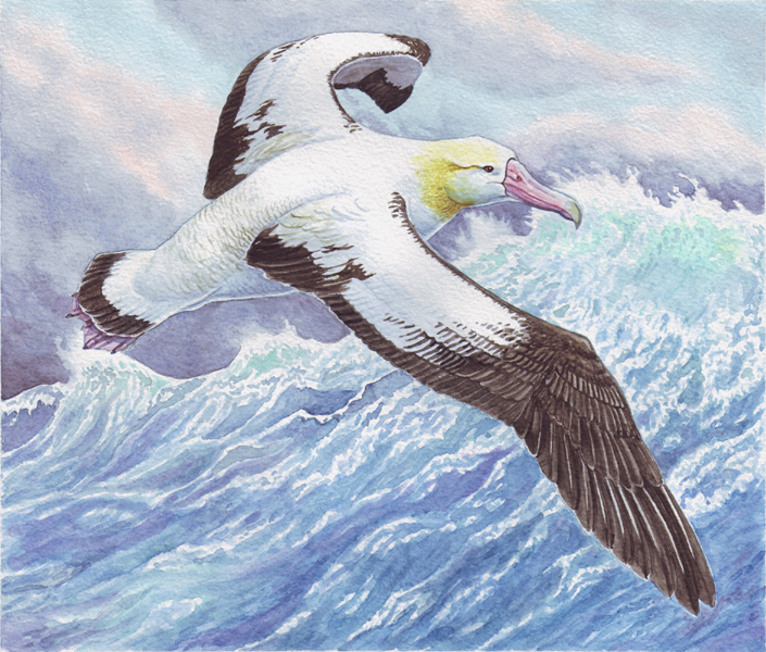 Белоспинный альбатрос.