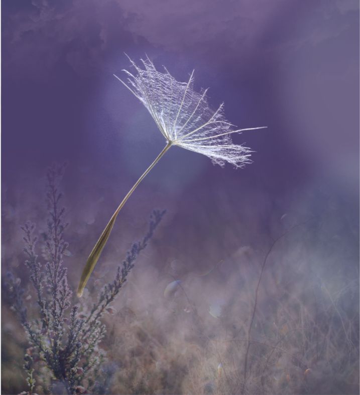 Фотопанно"Dandelion" 2500х2750