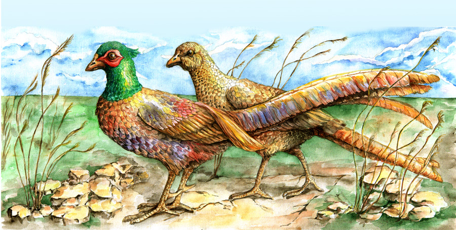 фазаны акварель